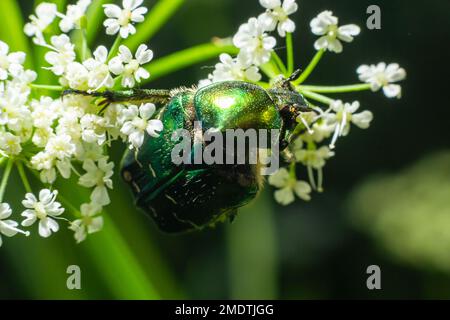 Makroaufnahme eines wunderschönen, metallischen, glänzenden Grün- und Kupferkäfers, Protaetia cuprea, auf weißer Blume in hellem Sonnenlicht. Stockfoto