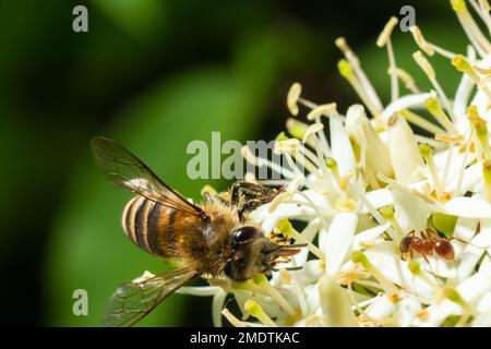 Honigbiene mit einem Pollenkorb sitzt auf weißen Blumen, Cornus alba, Rotbellen, weißem oder sibirischem Hundewald. Stockfoto