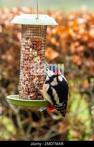 Greater Spotted Woodpecker Dendrocopos, Hauptfütterung von Erdnüssen aus einer Vogelzucht im Winter Stockfoto