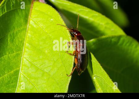 Kupferfarbener Käfer auf Gras in einer natürlichen Umgebung. Sommer, Traumtag. Stockfoto