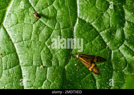 Tellow-verschließte Longhorn-Motte Nemaphora degeerella riesige Antenne. Stockfoto