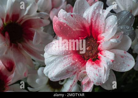 Weiße Chrysanthemen Hintergrund, Draufsicht. Blumentapeten. Blumen Daisy Bouquet selektiver Fokus schönes Pink. Stockfoto