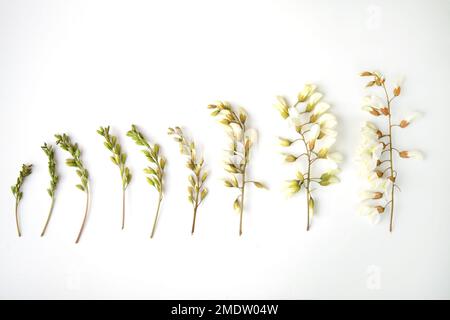 Akazienblütenzweige auf weißem Hintergrund. Stadien der Akazienblüte. Knospen und Blüten frischer Akazien. Stockfoto