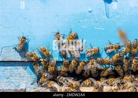 Ein Schwarm Honigbienen, die um den Bienenstock fliegen. Bienen, die von der Honigsammlung zurückkehren, fliegen zurück zum Bienenstock. Honigbienen auf Hausbiene, Imkereikonzept. Stockfoto