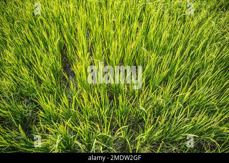 Grünes Reisfeld Draufsicht Nahrungsmittellandwirtschaft in asiatischer Landschaft Bildelement Hintergrund Stockfoto