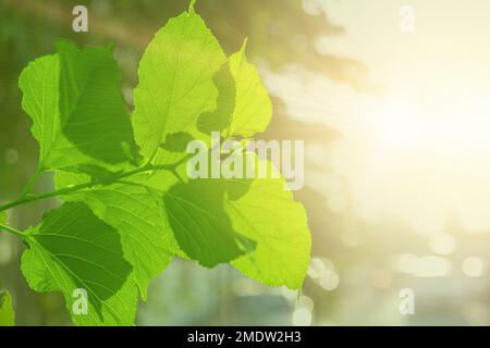 Grüne Blätter Baumpflanzenblätter gegen Sonnenlicht für Sauerstoff-Kohlendioxid, das im Photosyntheseprozess absorbiert wird Stockfoto