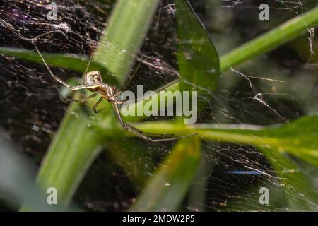 Natürliche Linyphia Triangularis Spider, Sommer sonniger Tag natürliche Umgebung. Makrofoto. Stockfoto