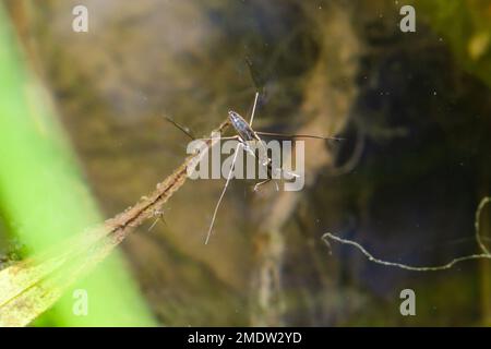 Ein gewöhnlicher Wasserläufer Gerris lacustris auf einer grünen Wasseroberfläche. Stockfoto