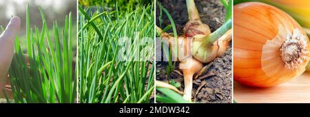Nahrungsmittelproduktion. Landwirtschaftsschule. Grüne Zwiebeln am sonnigen Sommertag. Stockfoto