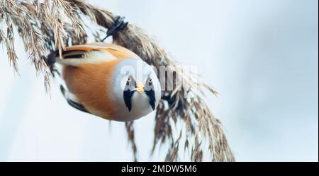 Wunderschöne Naturszene mit bartfarbenem Papagei Panurus biarmicus, während er auf einer Grashalme im kalten Winterwetter, den Bademänteln, nach Futtersamen sucht Stockfoto