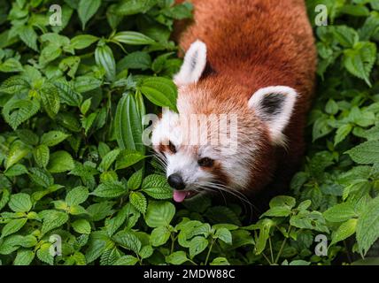 Der Rote Panda (Ailurus fulgens), auch bekannt als der kleinere Panda, ist ein gefährdetes Kleinsäugetier auf der IUCN-Liste, das im östlichen Himalaya und im Südwesten Chinas heimisch ist. Ein Panda spaziert durch Indiens größten Höhenzoo (7.000 Fuß) Padmaja Naidu Himalayan Zoological Park (PNHZP) in Darjeeling, Westbengalen, Indien. Stockfoto