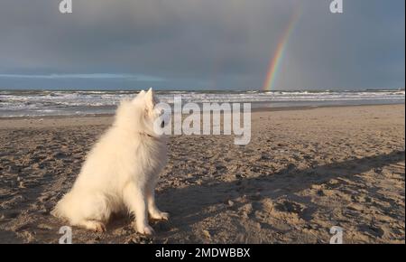 Der Hund sitzt am Strand mit einem Regenbogen über dem Wasser Stockfoto