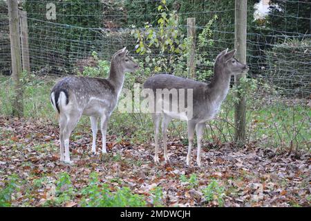 Nahaufnahme eines zwei jungen weiblichen Hirsches auf einem wunderschönen grünen Feld. Weibliches Damhirsch im Herbst in Deutschland. Weißschwanzhirsch im Herbst. Stockfoto