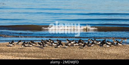 Herde von Watvögeln Austernfischer (Haematopus ostralegus) am Ufer von Firth of Forth in Sunshine, Schottland, Vereinigtes Königreich Stockfoto