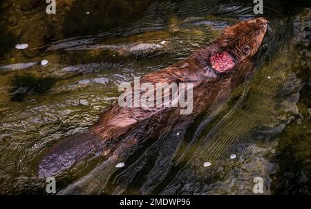 München, Deutschland. 23. Januar 2023. Ein Biber mit einer offenen Wunde im Rücken schwimmt durch das Wasser der Isar im Stadtzentrum. Kredit: Peter Kneffel/dpa/Alamy Live News Stockfoto