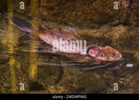 München, Deutschland. 23. Januar 2023. Ein Biber mit einer offenen Wunde im Rücken schwimmt durch das Wasser der Isar im Stadtzentrum. Kredit: Peter Kneffel/dpa/Alamy Live News Stockfoto