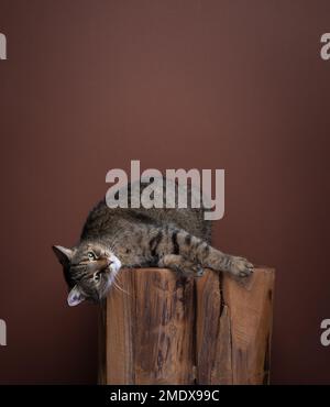 Eine Katze, die seitlich auf einem Holzstamm liegt, in einer Tonlage im Studio. Der Hintergrund ist durchgehend braun. Die Katze sieht entspannt und zufrieden aus Stockfoto
