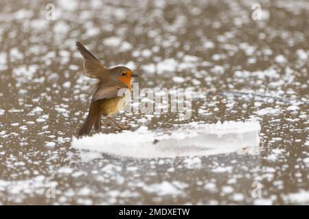 Richmond Park, London, Großbritannien. 23. Januar 2023 Ein Rotkehlchen landet auf einem gefrorenen Teich, um Eischips zu essen, die bei Gefrierbedingungen in der Hauptstadt zur Hydratation dienen. Kredit: Andy Sillett/Alamy Live News Stockfoto