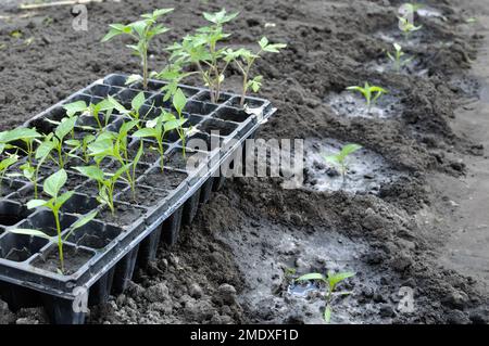 Reihe der frisch gepflanzten Pfefferkeimlinge und Kassette mit Keimlingen im Gemüsegarten Stockfoto