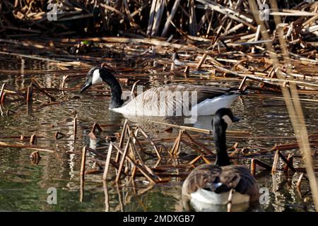 Zwei Erwachsene Canada Gänse, branta canadensis, Cardiff Bay, aufgenommen im Januar 2023 Stockfoto