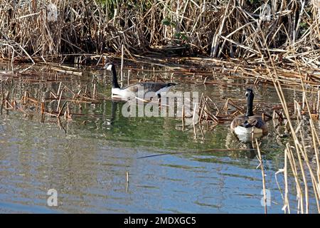 Zwei Erwachsene Canada Gänse, branta canadensis, Cardiff Bay, aufgenommen im Januar 2023 Stockfoto