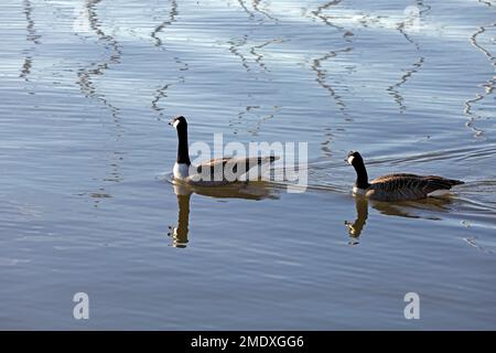 Zwei Erwachsene Canada Gänse, branta canadensis, schwimmen zusammen in Cardiff Bay am 2023. Januar Stockfoto