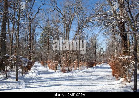 Segovia, Spanien - 4. Januar 2022: Gärten des Königspalastes La Granja de San Ildefonso, bedeckt mit Schnee an einem sonnigen Tag im Winter Stockfoto