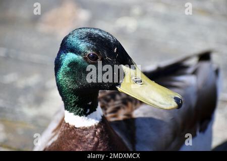 Nahaufnahme Stockente oder wilde Ente (Anas platyrhynchos) das männliche Zuchttier hat ein farbenfrohes Gefieder mit gelbem Schirm. Diese Duftente ist ein gewöhnliches Wasservögel Stockfoto