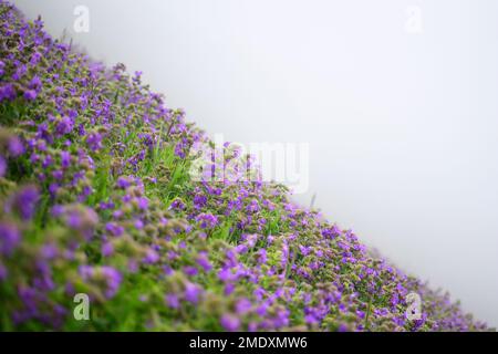 Traumhafte Landschaft Stockfoto