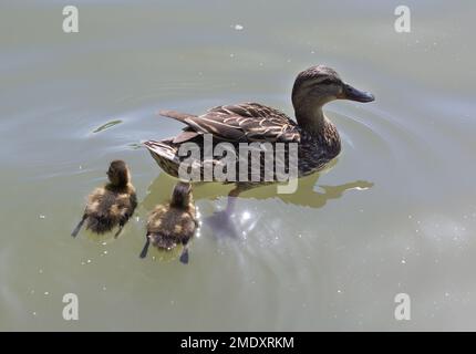 Mutter Ente und zwei kleine Enten im Wasser Stockfoto