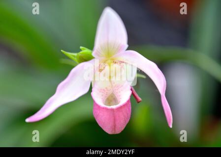 Lady Slipper Orchideenblüte Stockfoto