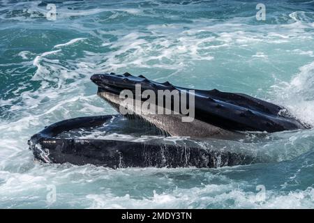 Nahaufnahme von Buckelwalen, Mund offen und filtert Speisen aus dem Wasser, während er vor der Küste von Cape Cod, Massachusetts schwimmt Stockfoto