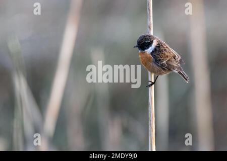 Ein männlicher Stonechat im Wintergefieder, der auf einem Stiel sitzt Stockfoto