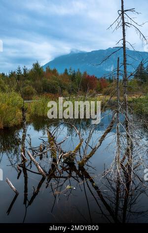 Inzeller Filz, ein Hochmoor bei Inzell, Bayern Stockfoto