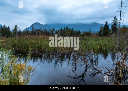 Inzeller Filz, ein Hochmoor bei Inzell, Bayern Stockfoto