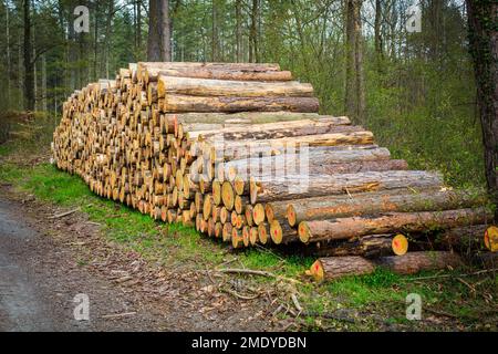Waldkiefern und Fichten. Baumstämme Haufen, die Holzholzindustrie Stockfoto