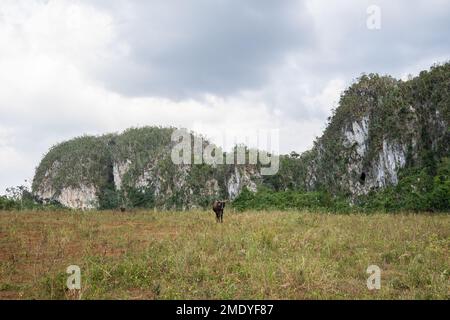 Kuh auf einem Feld in Valle de Palmarito, Viñales, Kuba Stockfoto