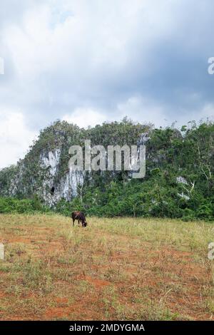 Kuh auf einem Feld in Valle de Palmarito, Viñales, Kuba Stockfoto