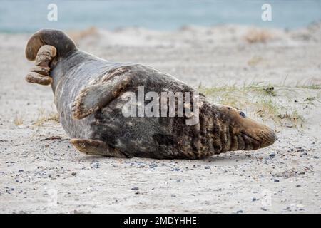 Graue Seehunde/graue Seehunde (Halichoerus grypus) männlicher Erwachsener/Stier, der sich im Winter am Sandstrand entlang der Nordseeküste ausbreitet Stockfoto