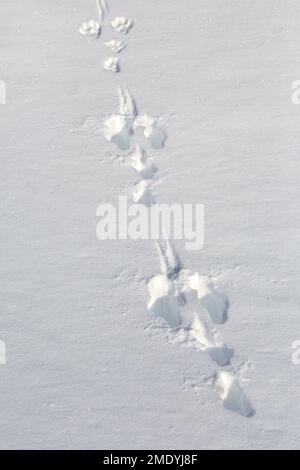 Nahaufnahme von Fußabdrücken/Spuren im Schnee von Berghasen/Alpenhasen/Schneehasen (Lepus timidus) im Winter Stockfoto