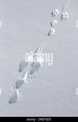 Nahaufnahme von Fußabdrücken/Spuren im Schnee von Berghasen/Alpenhasen/Schneehasen (Lepus timidus) im Winter Stockfoto