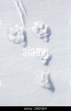 Nahaufnahme von Fußabdrücken/Spuren im Schnee von Berghasen/Alpenhasen/Schneehasen (Lepus timidus) im Winter Stockfoto