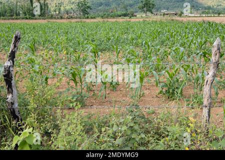 Begleitung von Mais und Bohnen auf einem Feld im Valle de Palmarito, Viñales, Kuba Stockfoto