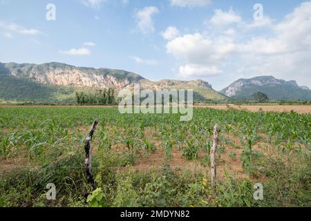 Begleitung von Mais und Bohnen auf einem Feld im Valle de Palmarito, Viñales, Kuba Stockfoto