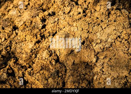 Gülle auf dem Feld, Gülle, die zur Verwendung in der Landwirtschaft auf das Feld gebracht wird Stockfoto