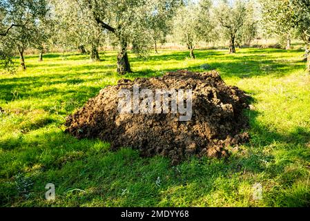 Gülle auf dem Feld, Gülle, die zur Verwendung in der Landwirtschaft auf das Feld gebracht wird Stockfoto