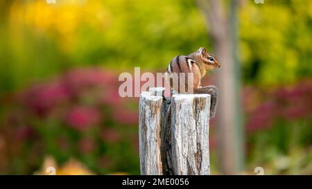 Östlicher Streifenhörnchen (Tamias striatus) auf einem alten Holzpfahl in einem öffentlichen Park Stockfoto