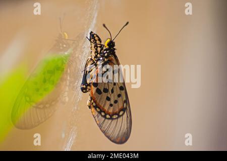 Garten Acraea (Acraea horta) Nymphe, die aus ihrer Pupa auf einer Fensterscheibe auftaucht Stockfoto