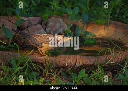 Ein einzelner Karoo Thrush (Turdus smithi), der aus einem Vogelbad in einem Vorort trinkt Stockfoto