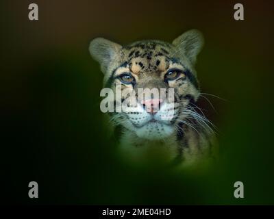 Nebeleleopard Neofelis nebulosa Stockfoto